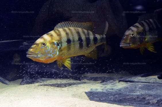 慈雕是風水魚嗎(慈鯛是冷水魚還是熱帶魚)-百科學社