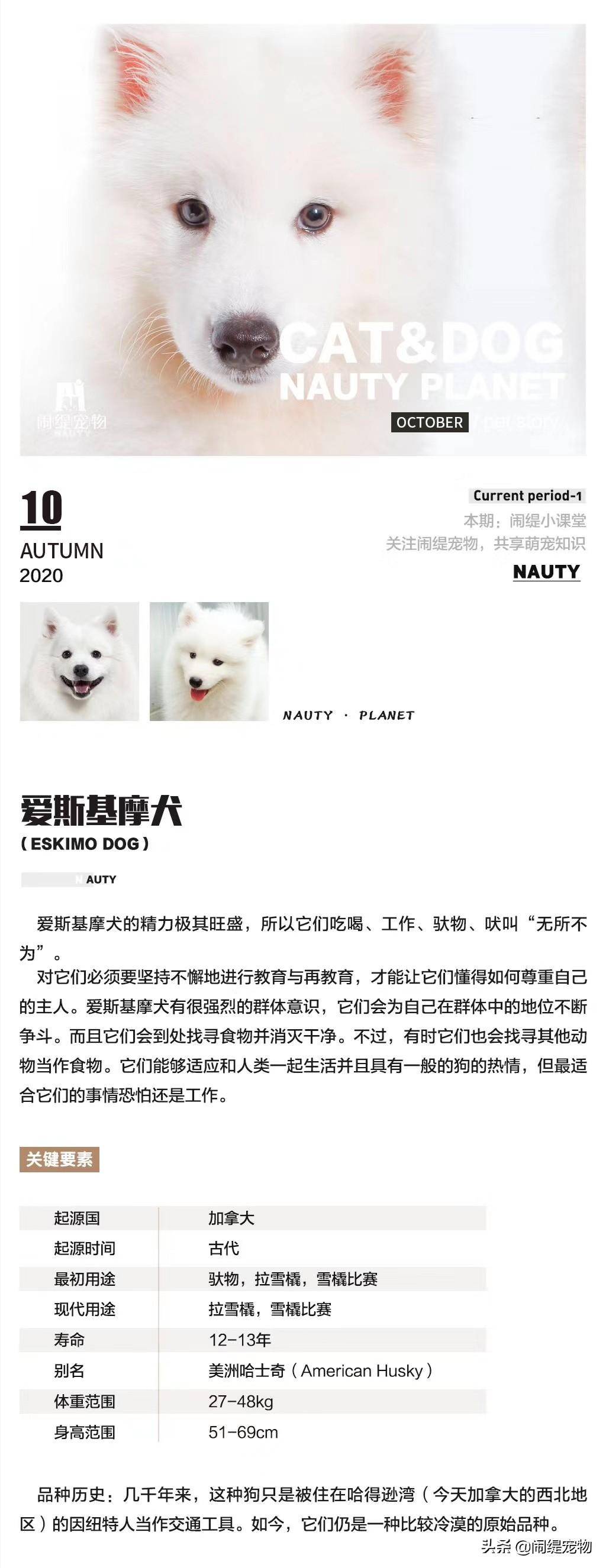 爱斯基摩犬是什么狗(小型爱斯基摩犬)